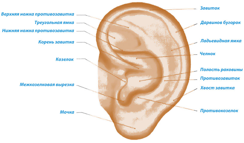 Что такое ушная раковина. Ушная раковина ушная раковина. Козелок противокозелок. Анатомия ушной раковины человека. Схема строения уха ушной раковины.